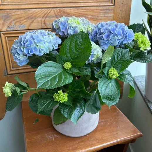 Hydrangea - Assorted Colors