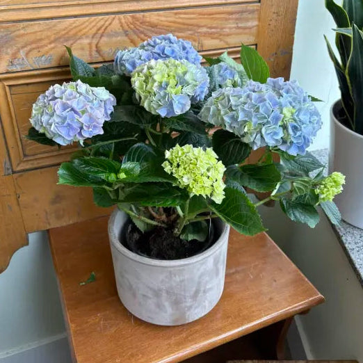 Hydrangea - Assorted Colors