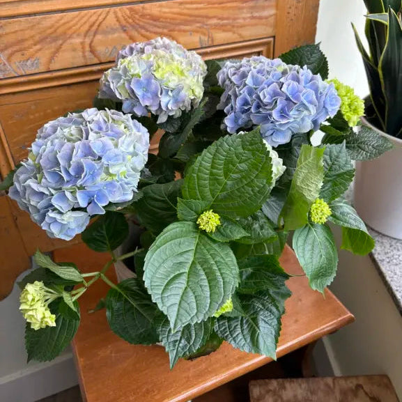 Hydrangea - Assorted Colors