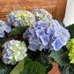 Hydrangea - Assorted Colors