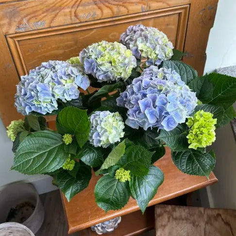 Hydrangea - Assorted Colors