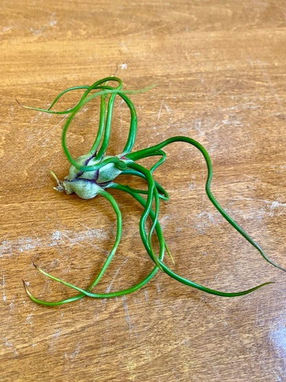 Tillandsia - Air Plants