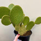 Opuntia Microdasys- Bunny Ear Cactus