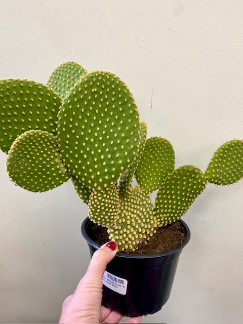 Opuntia Microdasys- Bunny Ear Cactus