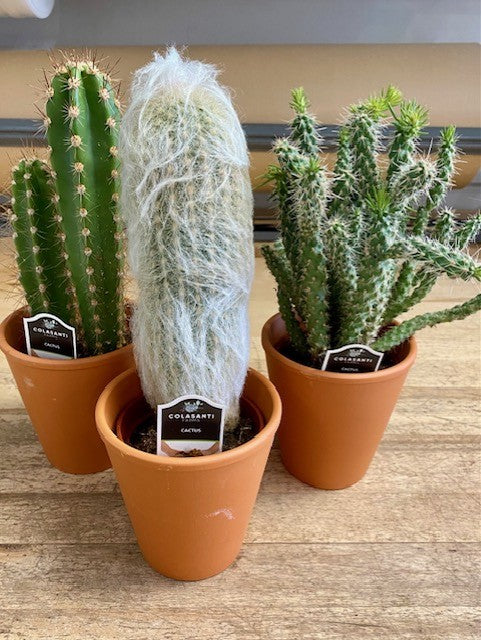 Cactus in Terra Cotta Pot