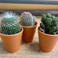 Cactus in Terra Cotta Pot