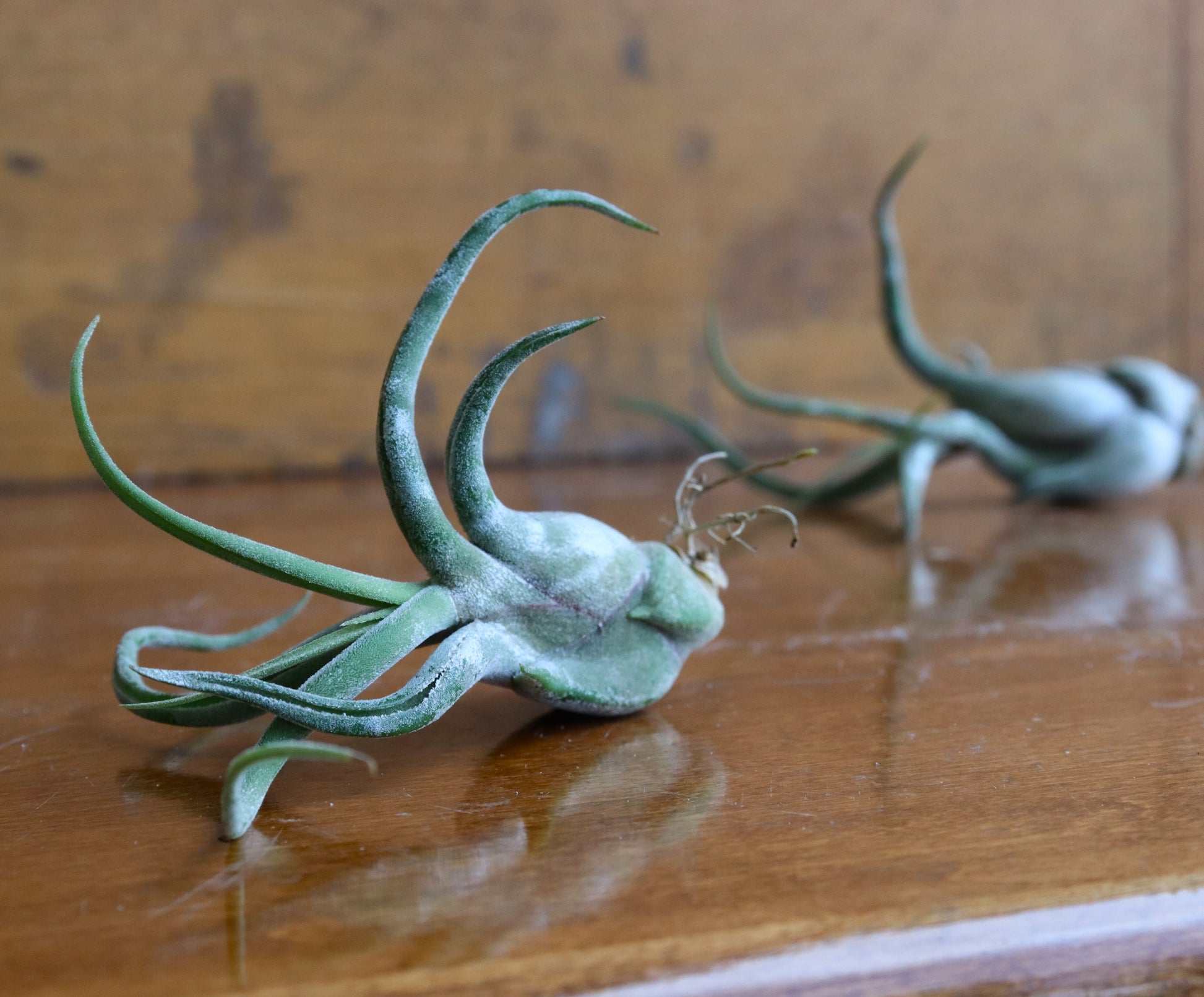 air plants ottawa Tillandsia