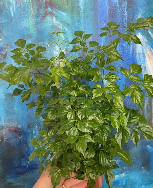 Radermachera sinica - China Doll Plant