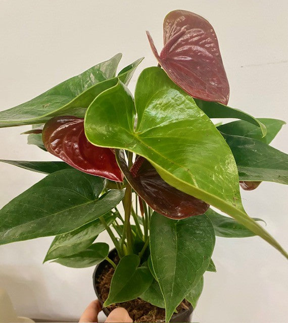 Anthurium