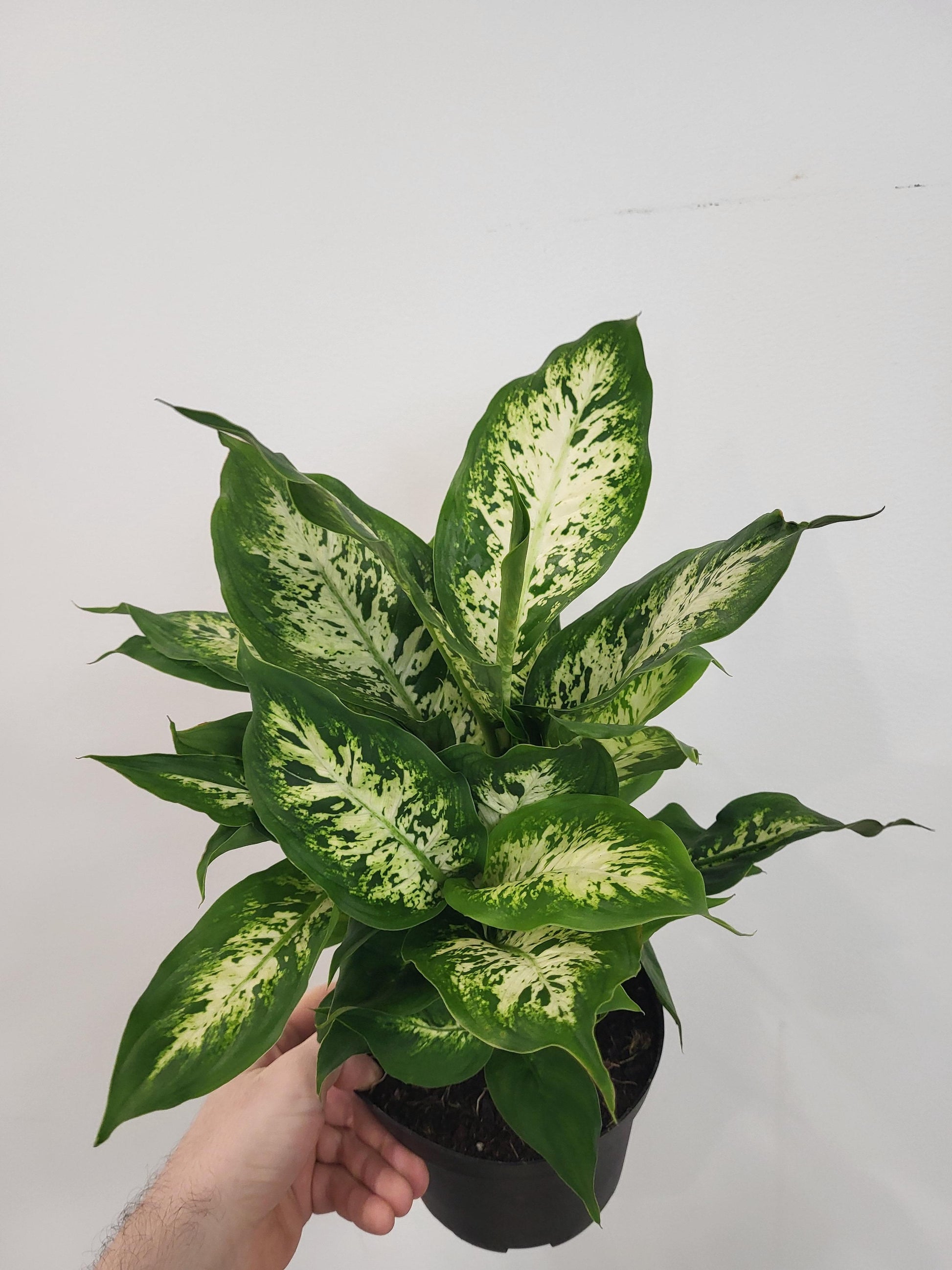 dieffenbachia perfection Dieffenbachia 'Perfection' Compacta/ Dumb Cane – Wild Willy's Plants and Flowers