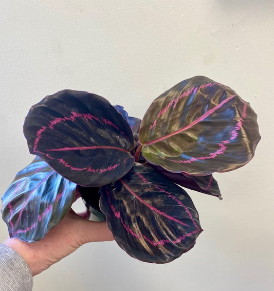 Calathea Crimson 4"