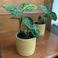 Dieffenbachia Reflector 4"