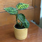 Dieffenbachia Reflector 4"