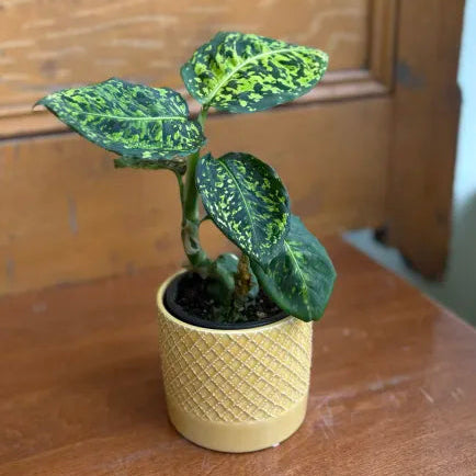 Dieffenbachia Reflector 4"