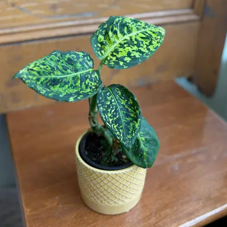 Dieffenbachia Reflector 4"