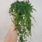 Selaginella uncinata - Rainbow Moss