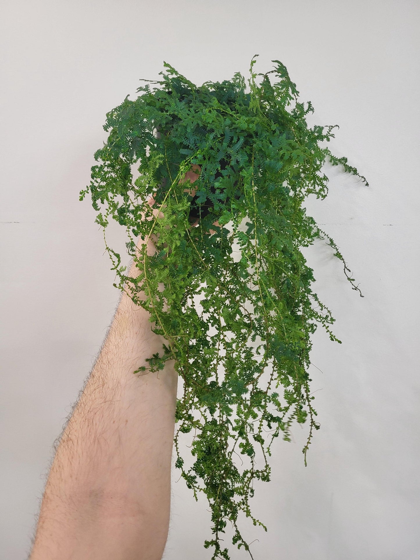 Selaginella uncinata - Rainbow Moss