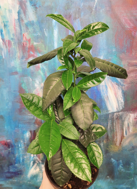 Green Tea Plant - Camellia Sinensis