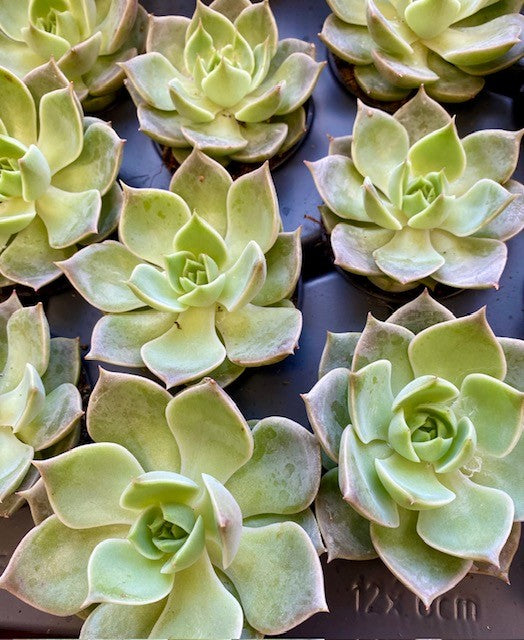 Echeveria  Artichoke 2.5" -Succulent