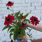 Echinachea x Sombrero Tres Amigos - Coneflower
