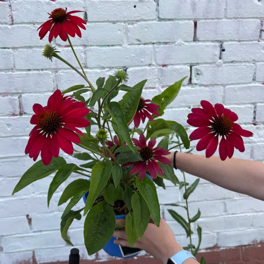 Echinachea x Sombrero Tres Amigos - Coneflower