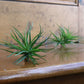 Tillandsia - Air Plants