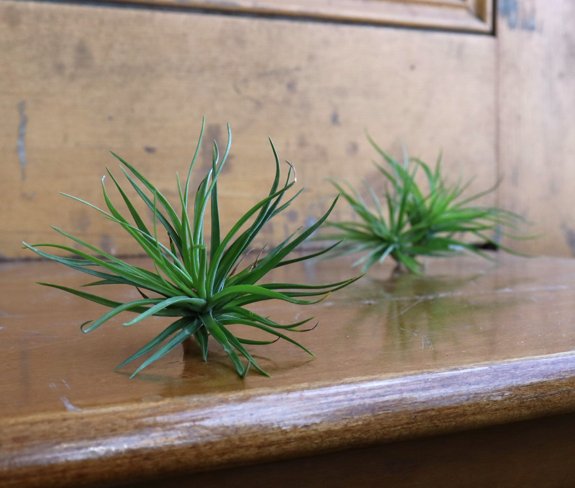 wild air plants Tillandsia