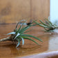 Tillandsia - Air Plants
