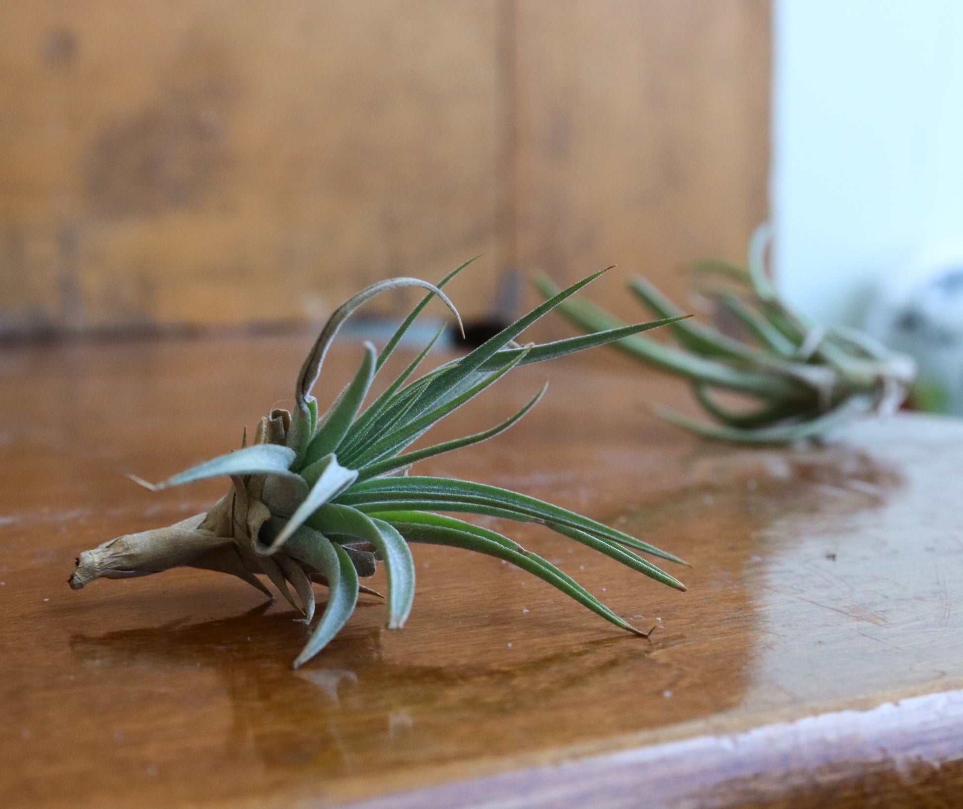 air plants ottawa Tillandsia