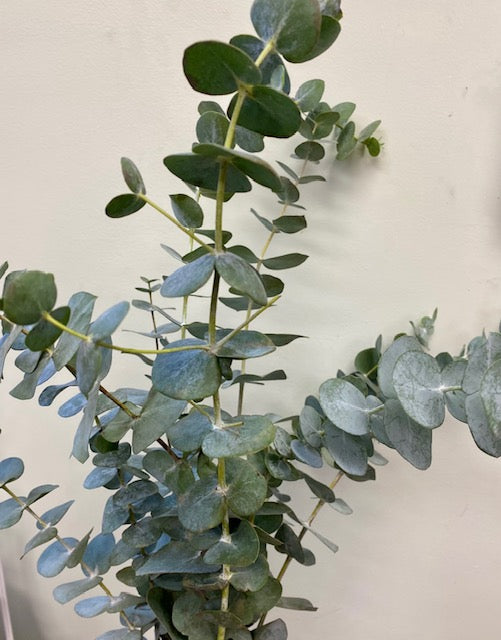 Fresh Eucalyptus Bunches
