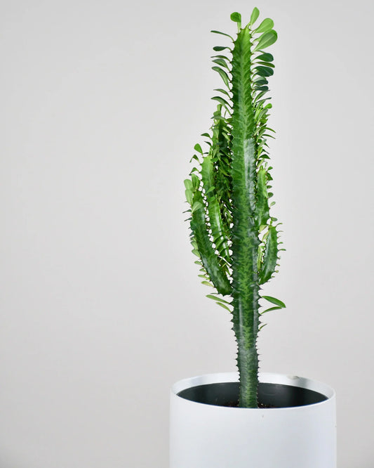 Euphorbia Trigona Vert