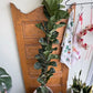 Columnar Fiddle Leaf Fig