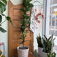 Columnar Fiddle Leaf Fig