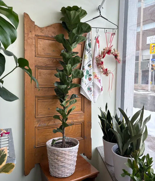Columnar Fiddle Leaf Fig