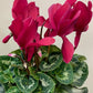 Cyclamen