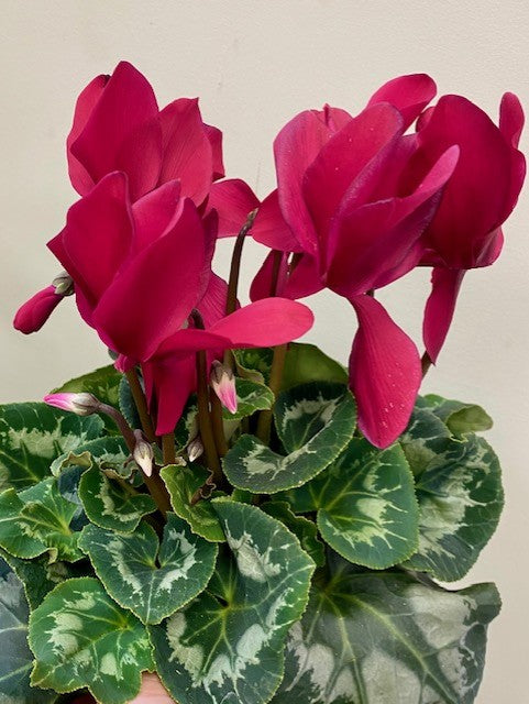 Cyclamen