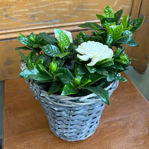 6" Gardenia