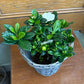 6" Gardenia