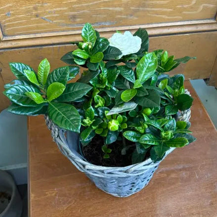 6" Gardenia