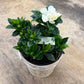 6" Gardenia