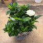 6" Gardenia