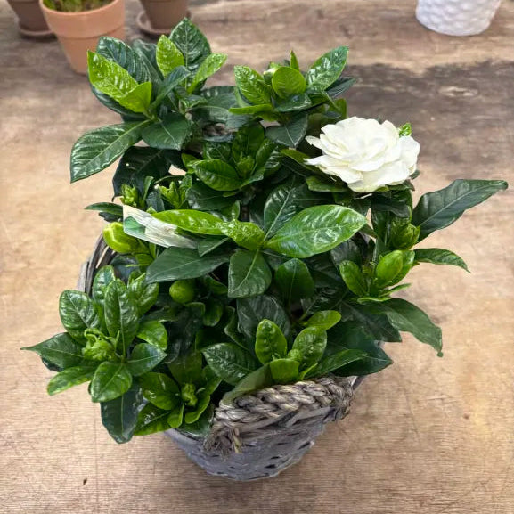 6" Gardenia
