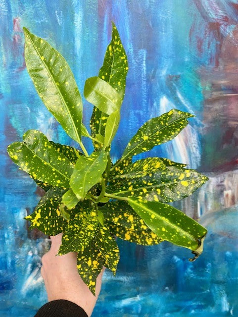 Croton Gold Dust 3"