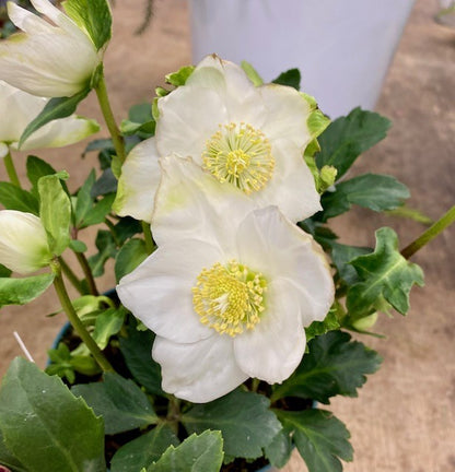 Hellebore