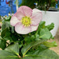 Hellebore
