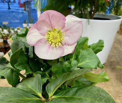 Hellebore