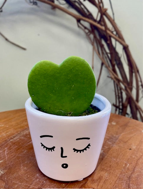 Hoya Kerri with White Face Pot