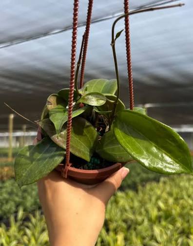 4" Hoya Quinquenervia