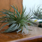 Tillandsia - Air Plants