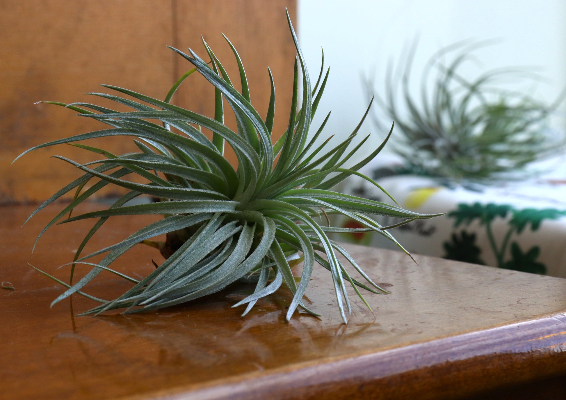 air plants toronto Tillandsia